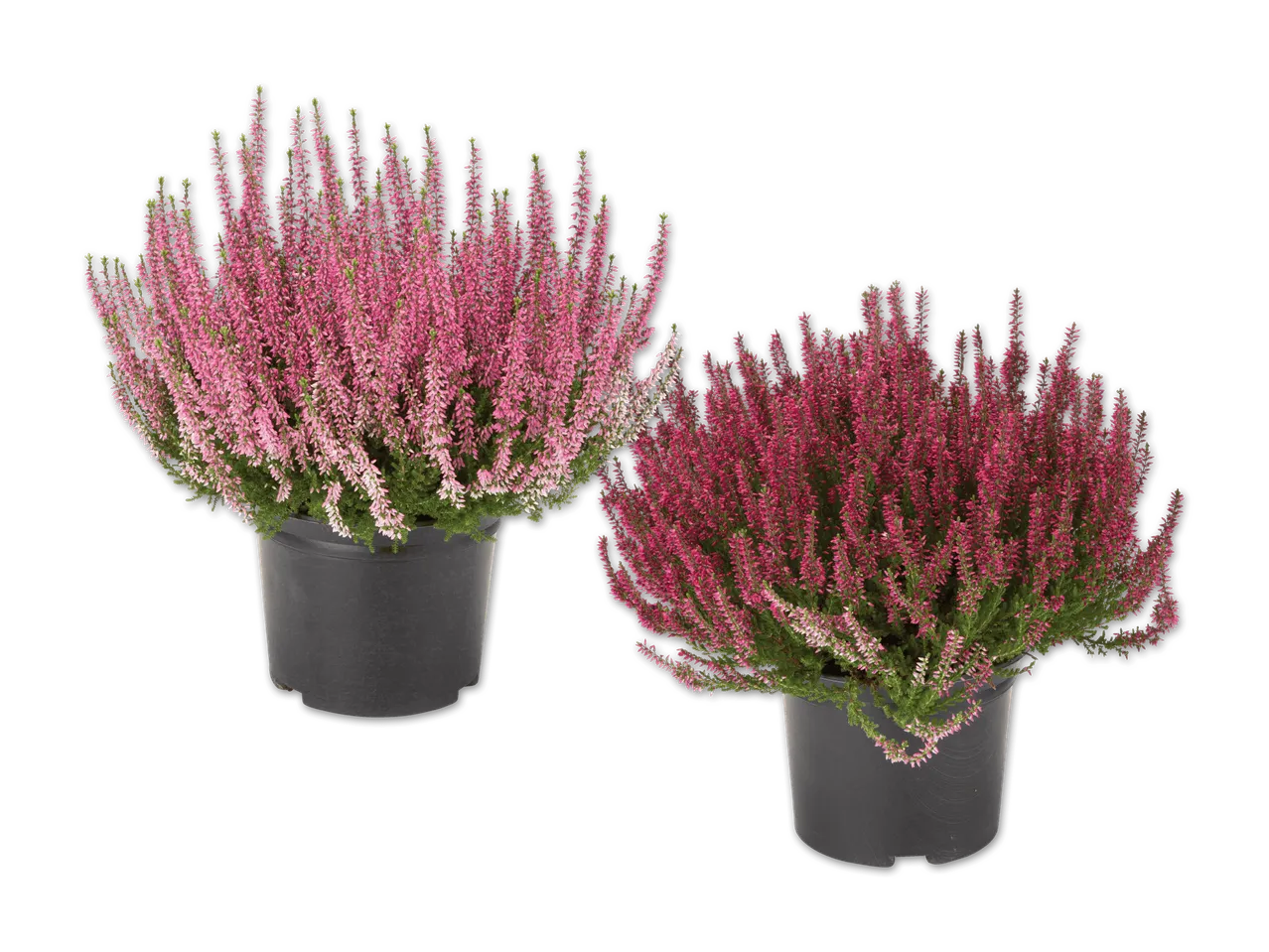 Calluna Vulgaris